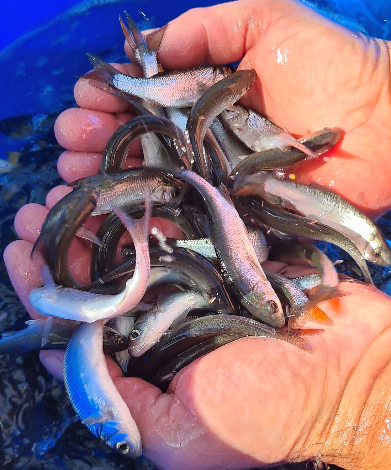 Isen_kleine Fische2